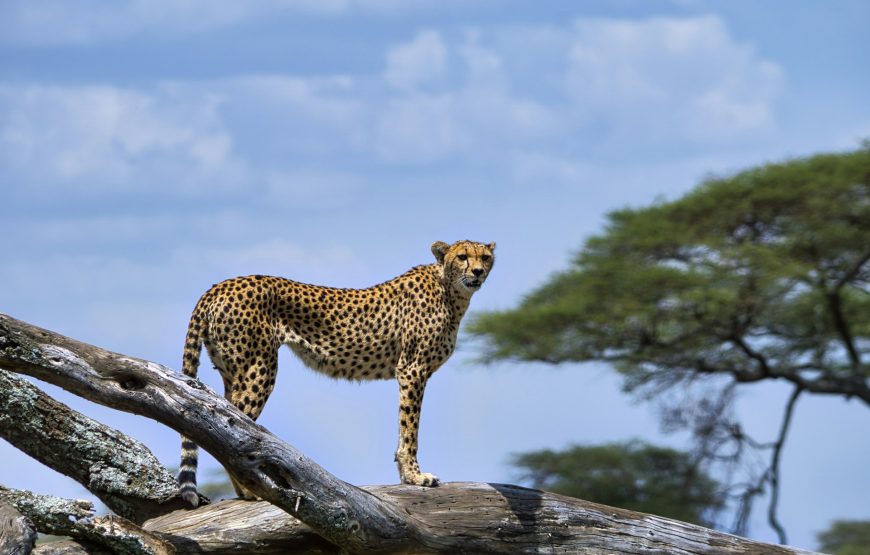 5 Day Tangarire-Serengeti-Ngorongoro Safari