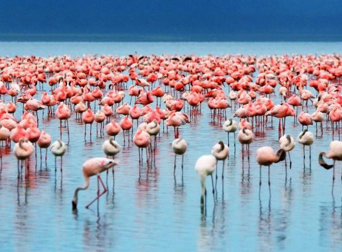 Flamingos on the shores of Lake Manyara National Park during the Lake Manyara Serengeti Ngorongoro Safari.
