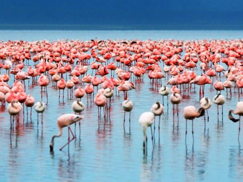 Flamingos on the shores of Lake Manyara National Park during the Lake Manyara Serengeti Ngorongoro Safari.