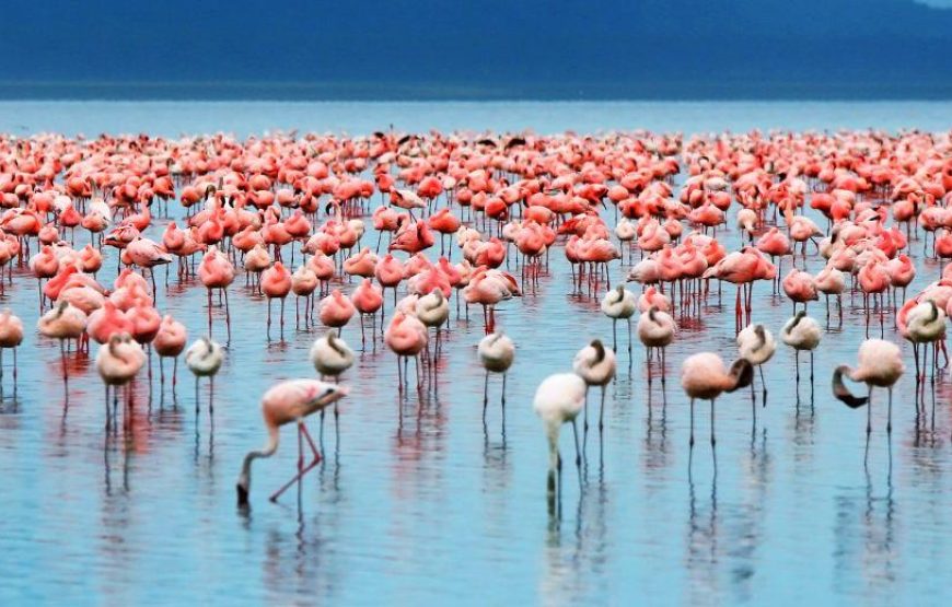 Lake Manyara Serengeti Ngorongoro Safari – 6 Days