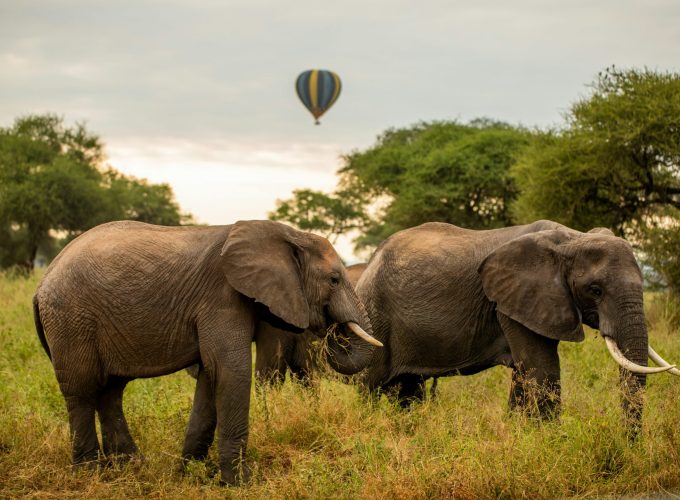 Elephants in Tarangire National Park with a hot air balloon floating in the sky during a safari in Tanzania