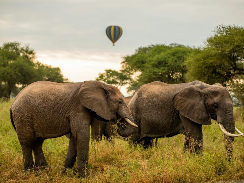 Elephants in Tarangire National Park with a hot air balloon floating in the sky during a safari in Tanzania
