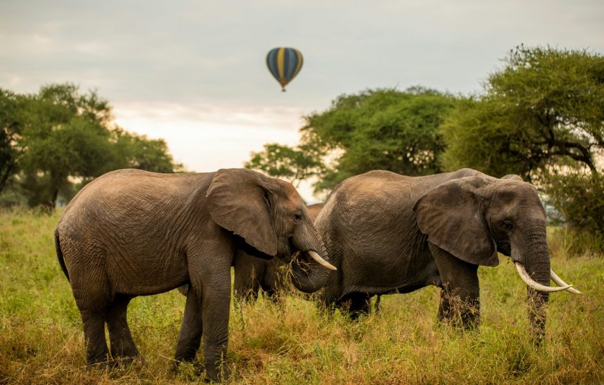 5 Day Tarangire-Serengeti-Ngorongoro Safari