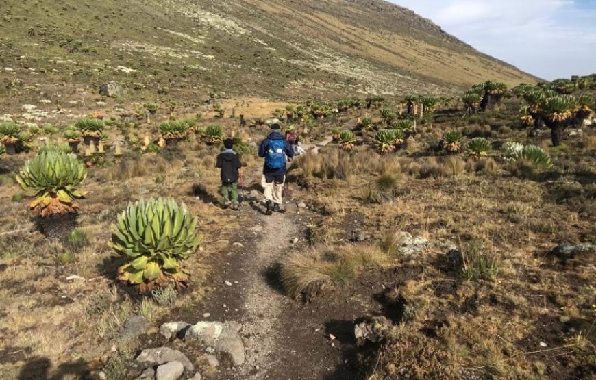 4 Day Mt. Kenya Hike- Chogoria Sirimon Route