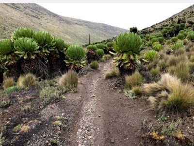 Moorland scenery along the Mount Kenya Naro Moru Chogoria trek.