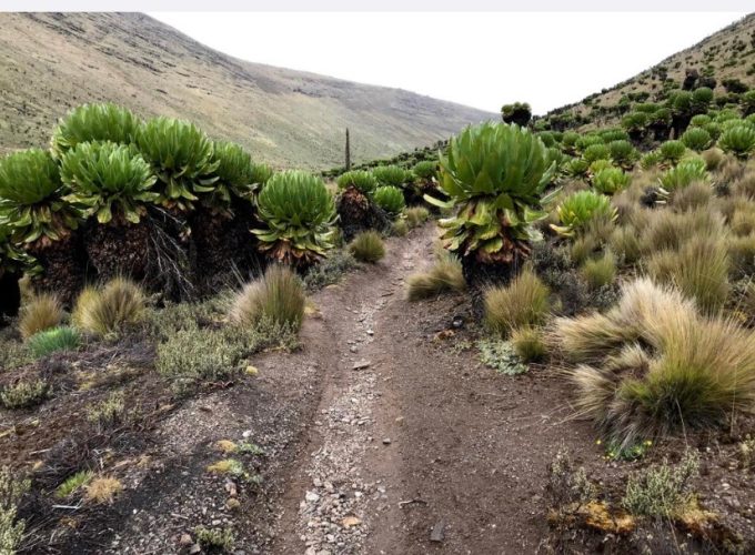 Moorland scenery along the Mount Kenya Naro Moru Chogoria trek.