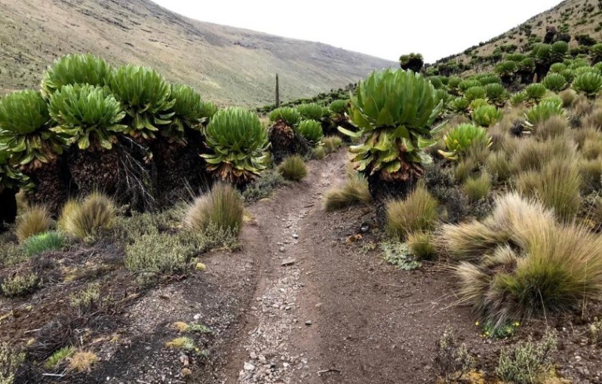 Mount Kenya Naro Moru Chogoria Route – 5 Days