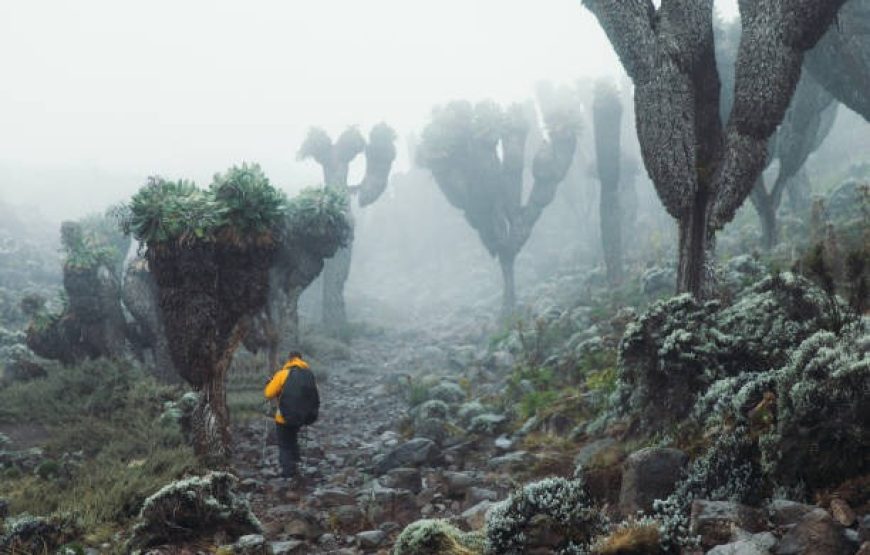4 Day Mt. Kenya Hike-Sirimon Route