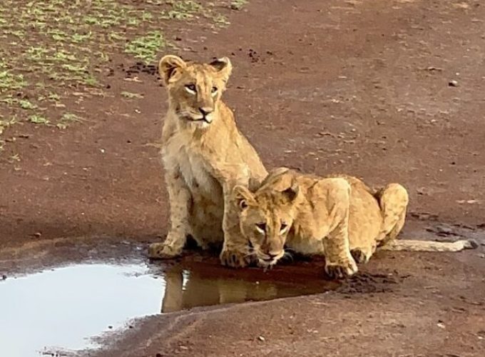 Nairobi National Park Day Trip