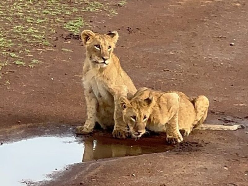 Nairobi National Park Day Trip