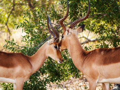 antelopes spotted during Aberdare Maasai Mara Safari