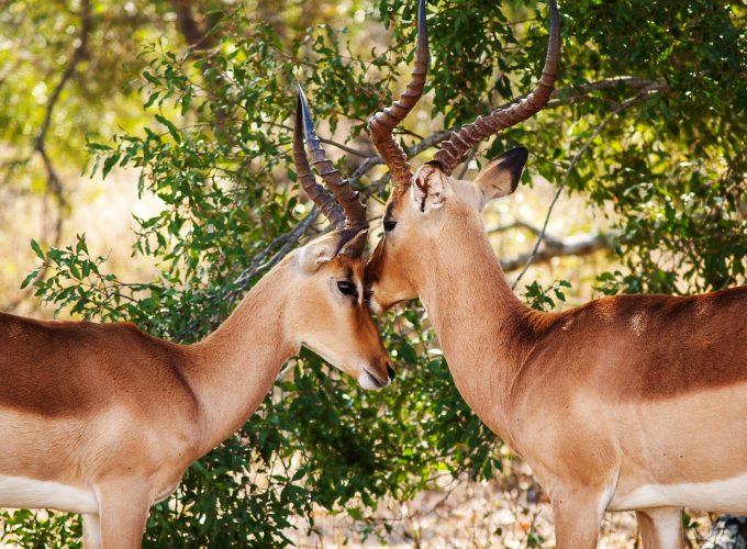 8 Day Aberdare-Maasai Mara Circuit Safari