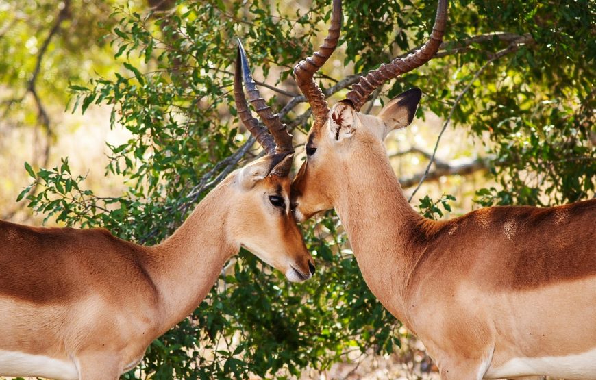 8 Day Aberdare-Maasai Mara Circuit Safari