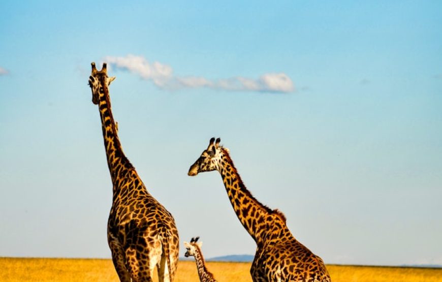 7 Day Serengeti-Ngorongoro-Zanzibar Beach Tour