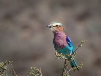 bird species in the lake Nakuru day trip