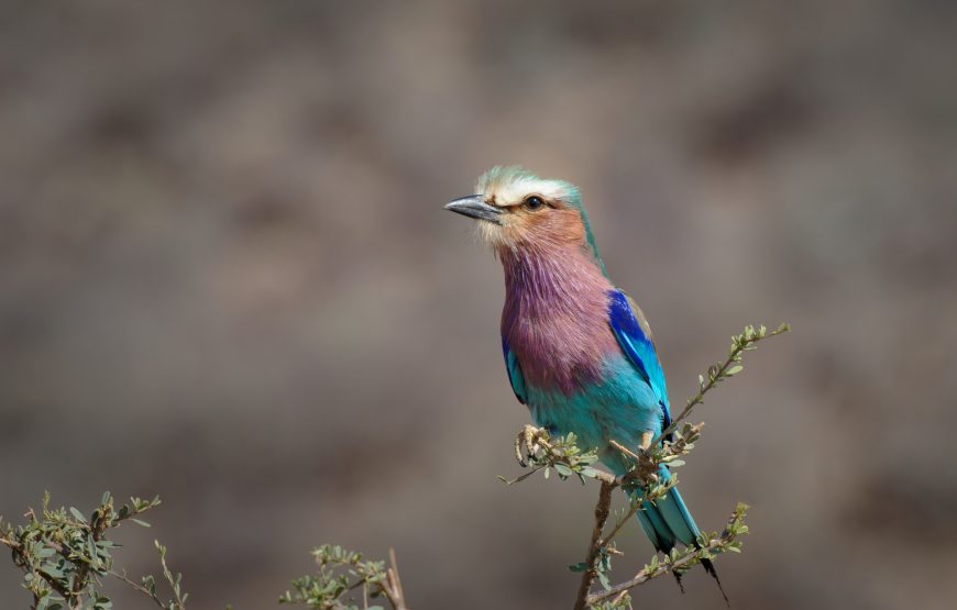 Lake Nakuru National Park Day Trip