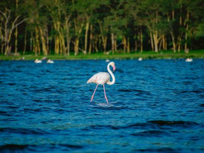 Flamingo at Lake Nakuru – Kenya Wildlife Safari 7 Days