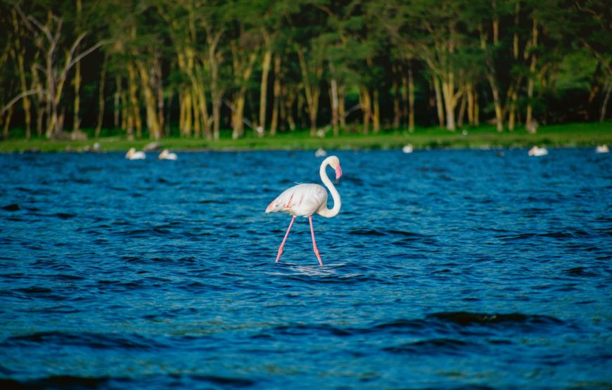 7 Day Samburu-Lake Nakuru-Maasai Mara Safari