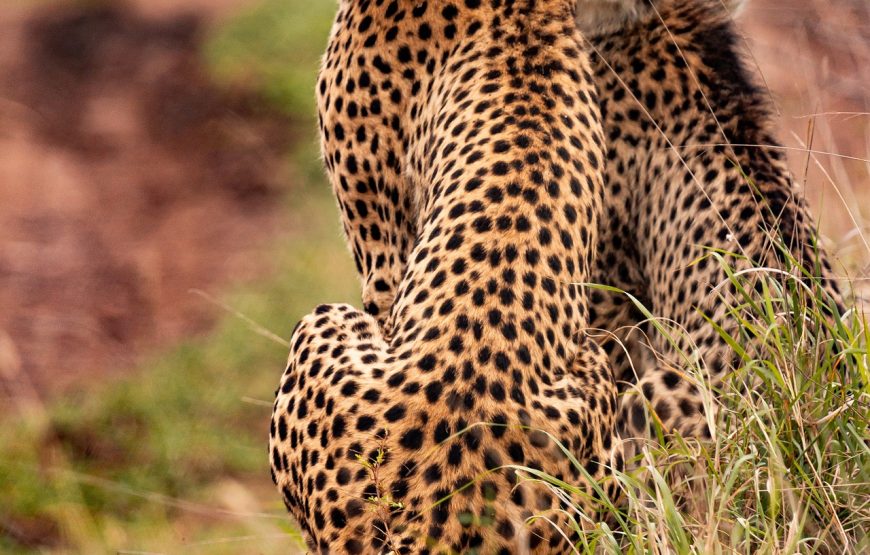 3 Day Amboseli National Park Safari