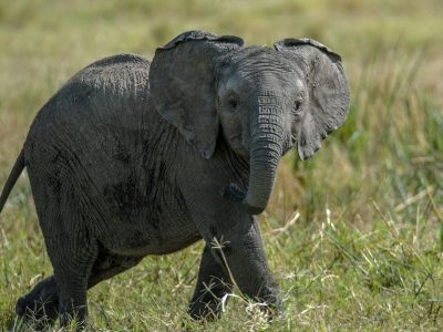 Orphan baby elephant in Sheldrick wildlife trust