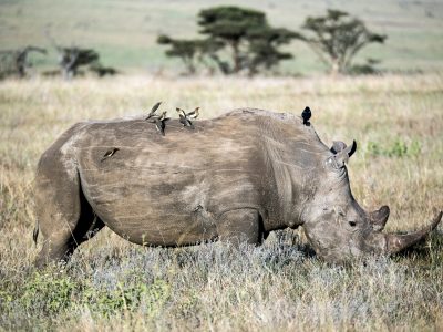 Rhino spotted in the ol Pejeta conservancy