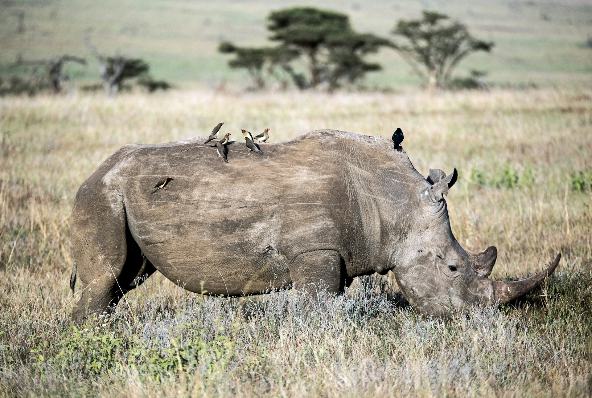 Rhino Rhino spotted in the ol Pejeta conservancy