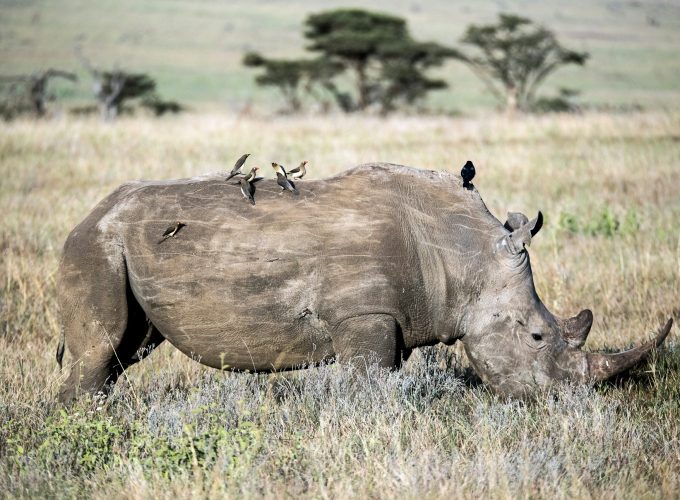 Ol Pejeta Conservancy Day Trip