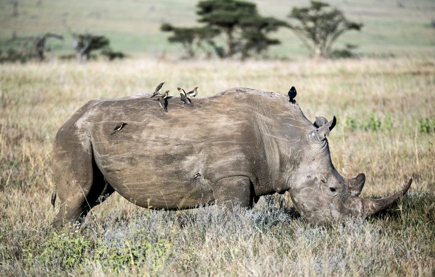 Ol Pejeta Conservancy Day Trip