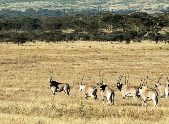 4 Day Mt. Kenya Hike-Narumoru Sirimon Route