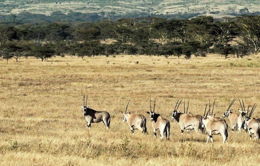4 Day Mt. Kenya Hike-Narumoru Sirimon Route