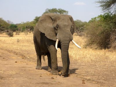 An elephant in Maasai Mara roaming freely