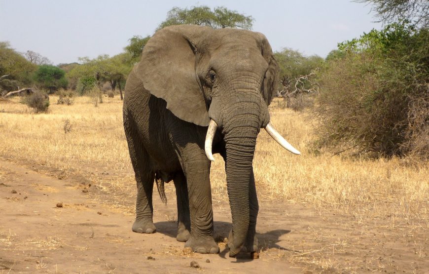 4 Day Masaai Mara-Nakuru Park Safari