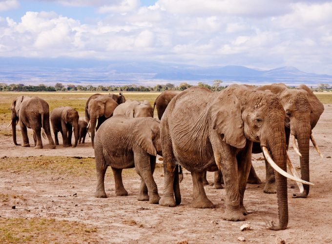6 Day Aberdare-Maasai Mara-Tsavo Safari