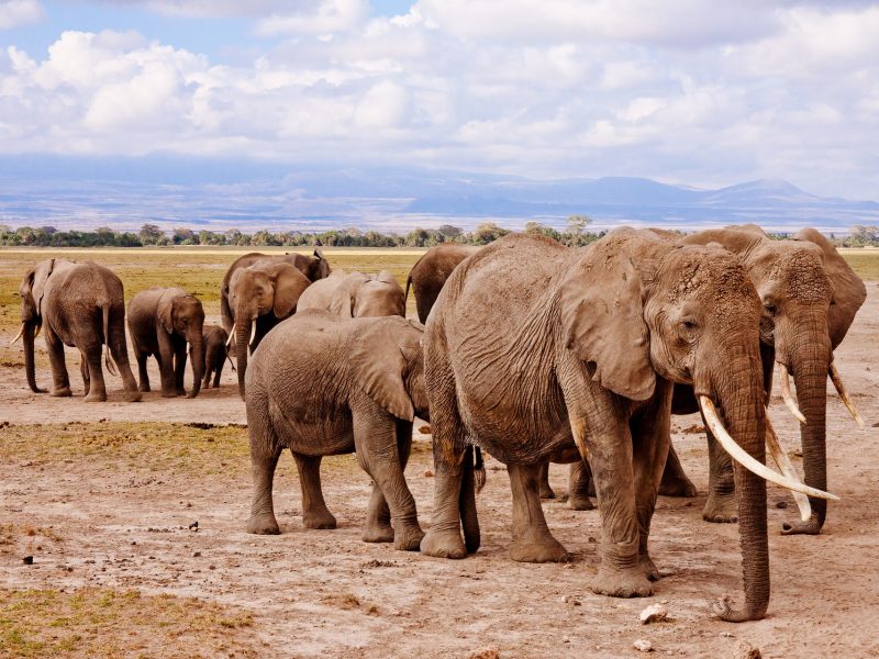 6 Day Aberdare-Maasai Mara-Tsavo Safari