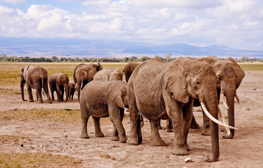 6 Day Aberdare-Maasai Mara-Tsavo Safari