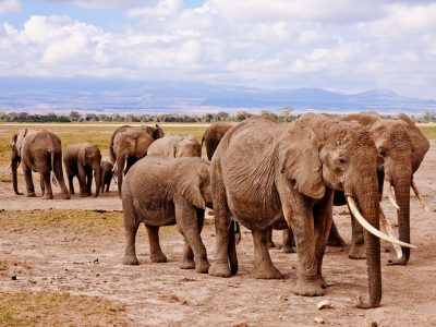 Elephant herd spotted in the Amboseli national Park