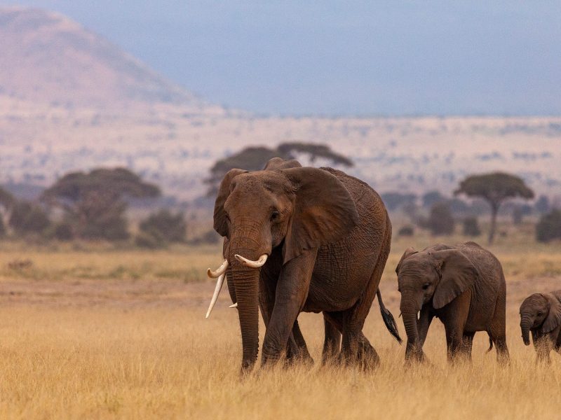 10 Day Samburu-Tsavo West Circuit Safari