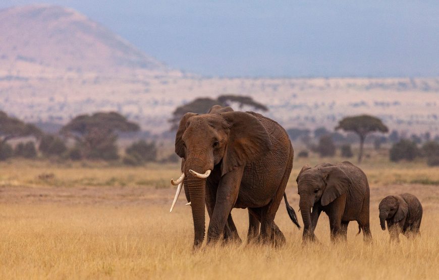 10 Day Samburu-Tsavo West Circuit Safari