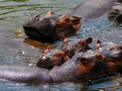 Hippos spotted during the Amboseli Maasai mara safari