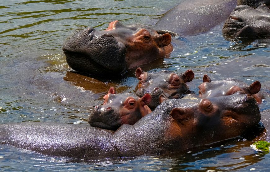 5 Day Amboseli-Lake Naivasha-Maasai Mara Safari