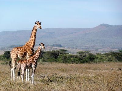 Giraffes in Amboseli National Park, part of our Kenya safari tour