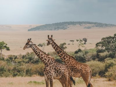 Giraffes at Samburu-Kenya Wildlife Safari 7 Days