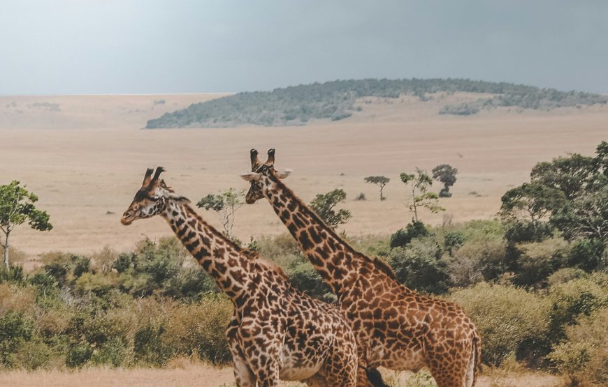 7 Day Samburu-Lake Nakuru-Maasai Mara Safari