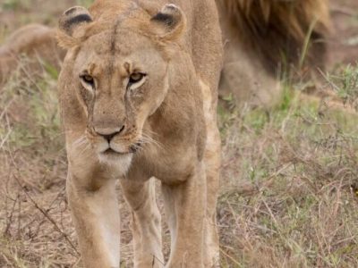 lioness in the wild
