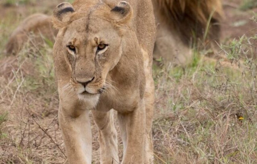 8 Day Aberdare-Maasai Mara Circuit Safari