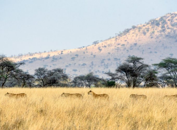 6 Day Lake Manyara-Serengeti-Ngorongoro Tour