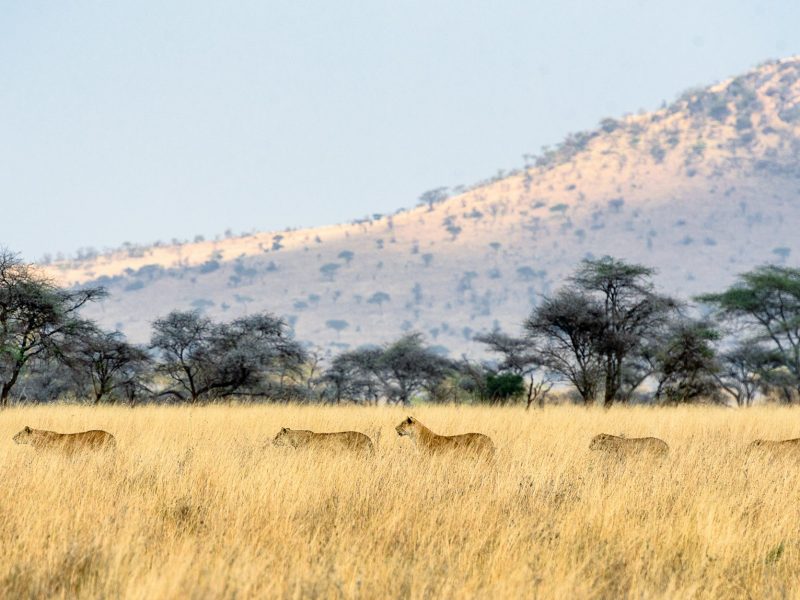 6 Day Lake Manyara-Serengeti-Ngorongoro Tour