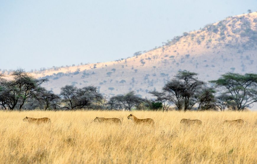 6 Day Lake Manyara-Serengeti-Ngorongoro Tour