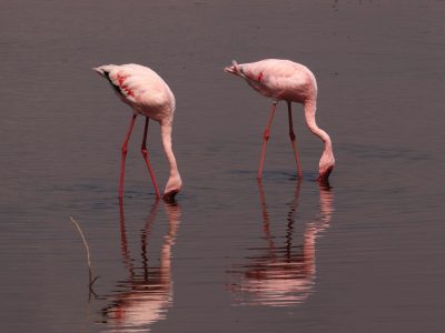 Flamingos in the Lake Nakuru national park