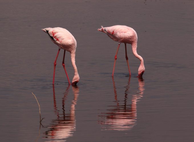 Lake Nakuru National Park Day Trip